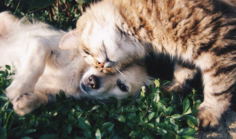 4 Userful Tips for Pets : How Pets Can Feel Happy