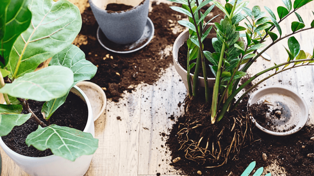Best Vegetables to Grow At Home