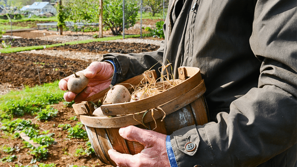 Grow Vegetables At Home