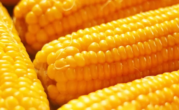 Sweet Corn Benefits