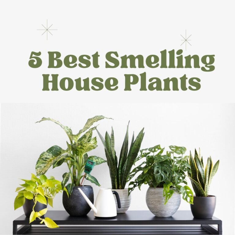5 Best Smelling House Plants