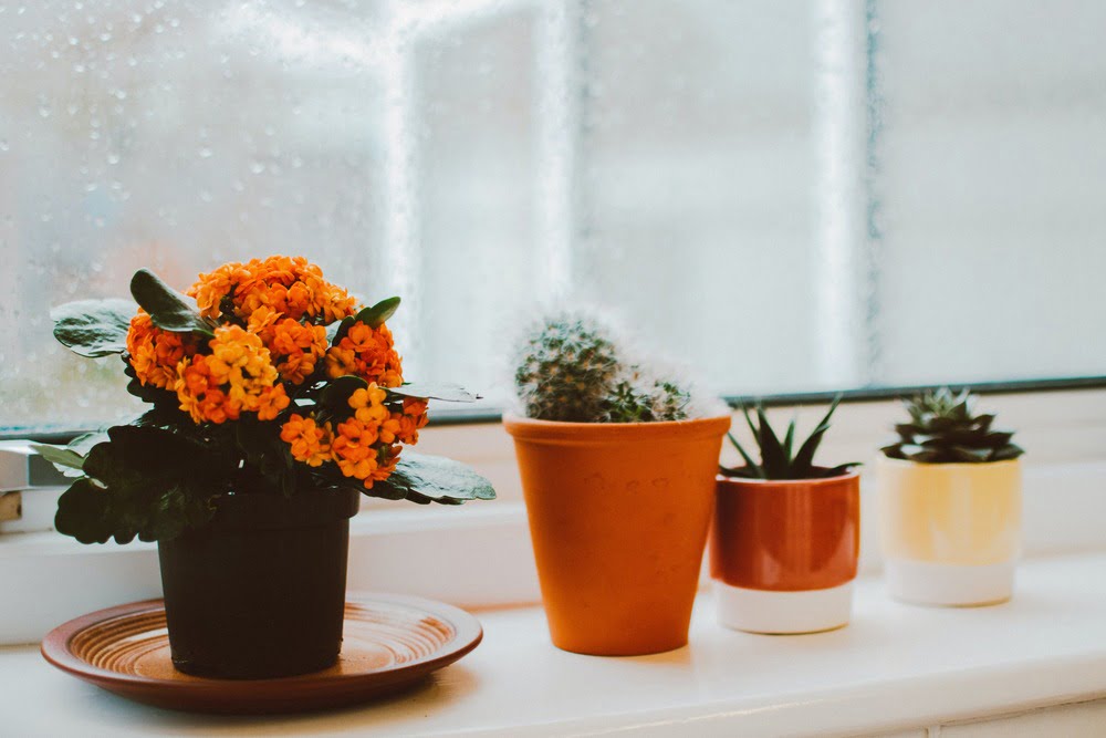 Indoor Plants